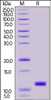 SARS-CoV-2 (COVID-19) NSP7 recombinant protein on SDS-PAGE under reducing (R) condition. The gel was stained overnight with Coomassie Blue. The purity of the protein is greater than 95%.