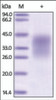 The purity of rh PD1/PDCD1 (21-167) was determined by DTT-reduced (+) SDS-PAGE and staining overnight with Coomassie Blue.