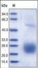 The purity of rh CTLA4 was determined by DTT-reduced (+) SDS-PAGE and staining overnight with Coomassie Blue.