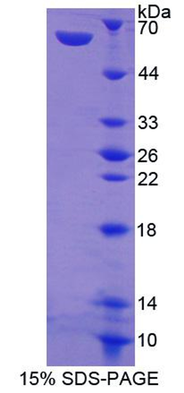 Cattle Recombinant Amphiregulin (AREG)