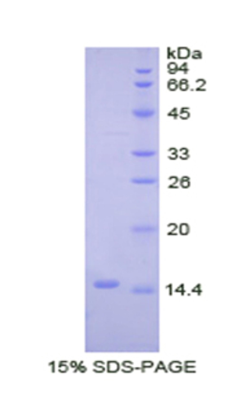 Pig Recombinant Bone Morphogenetic Protein 2 (BMP2)