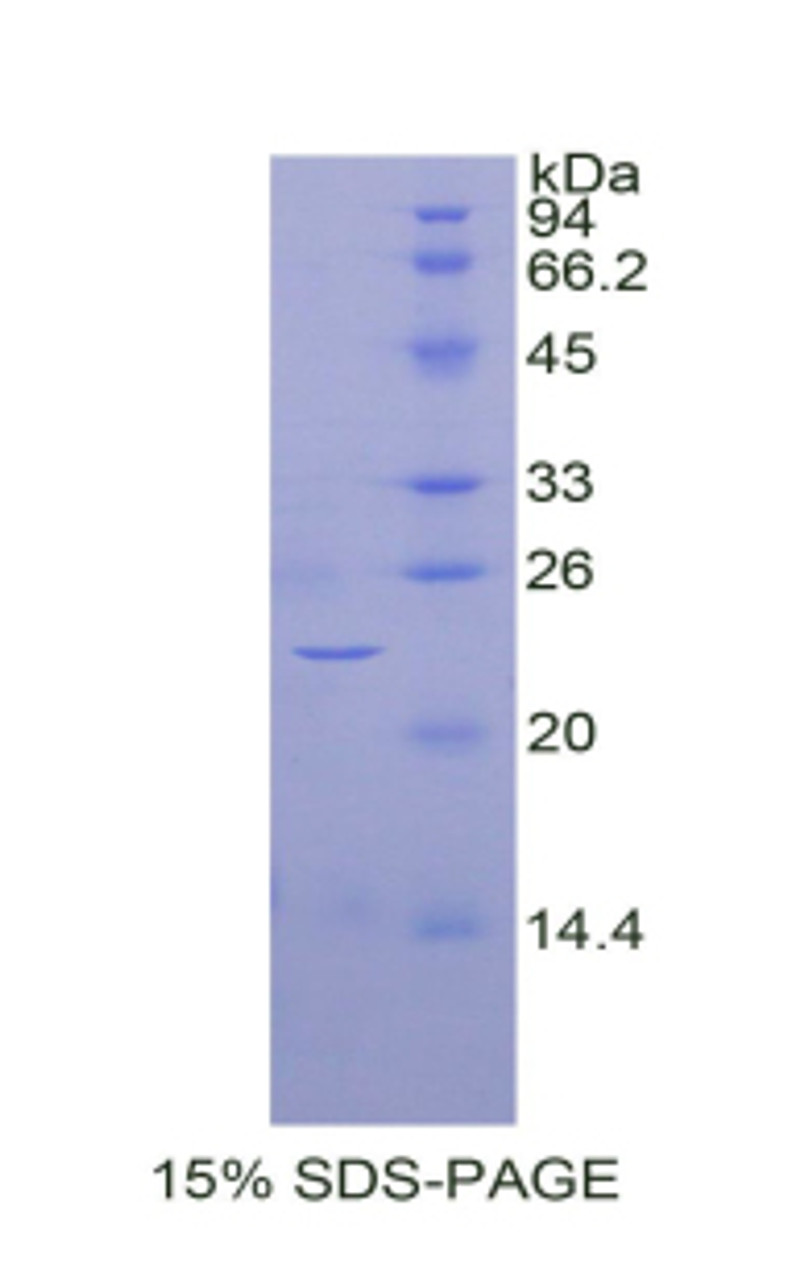 Cattle Recombinant Bone Morphogenetic Protein 4 (BMP4)