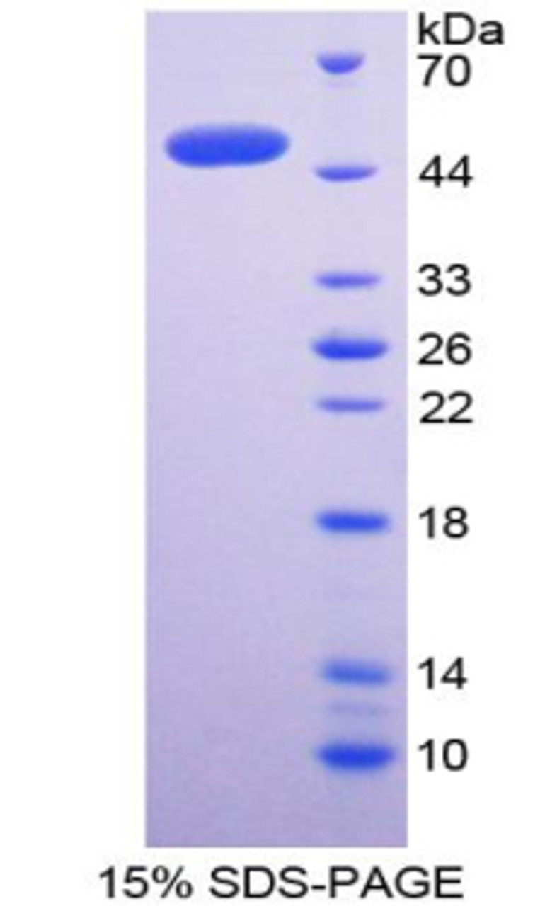 Human Recombinant Bone Morphogenetic Protein 4 (BMP4)