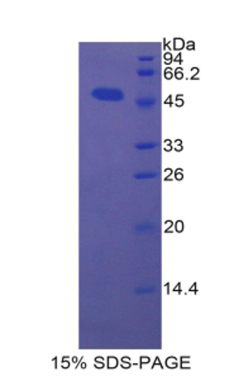 Pig Recombinant Bone Morphogenetic Protein 4 (BMP4)
