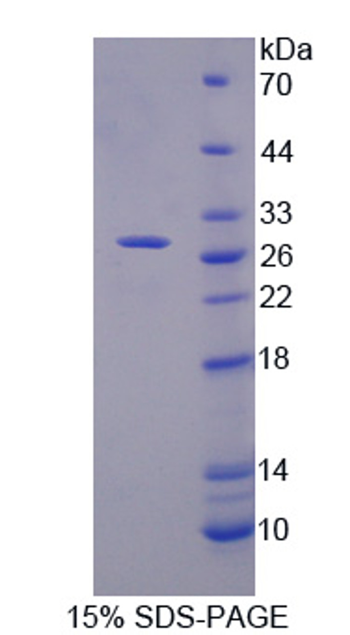 Dog Recombinant Selectin, Endothelium (SELE)