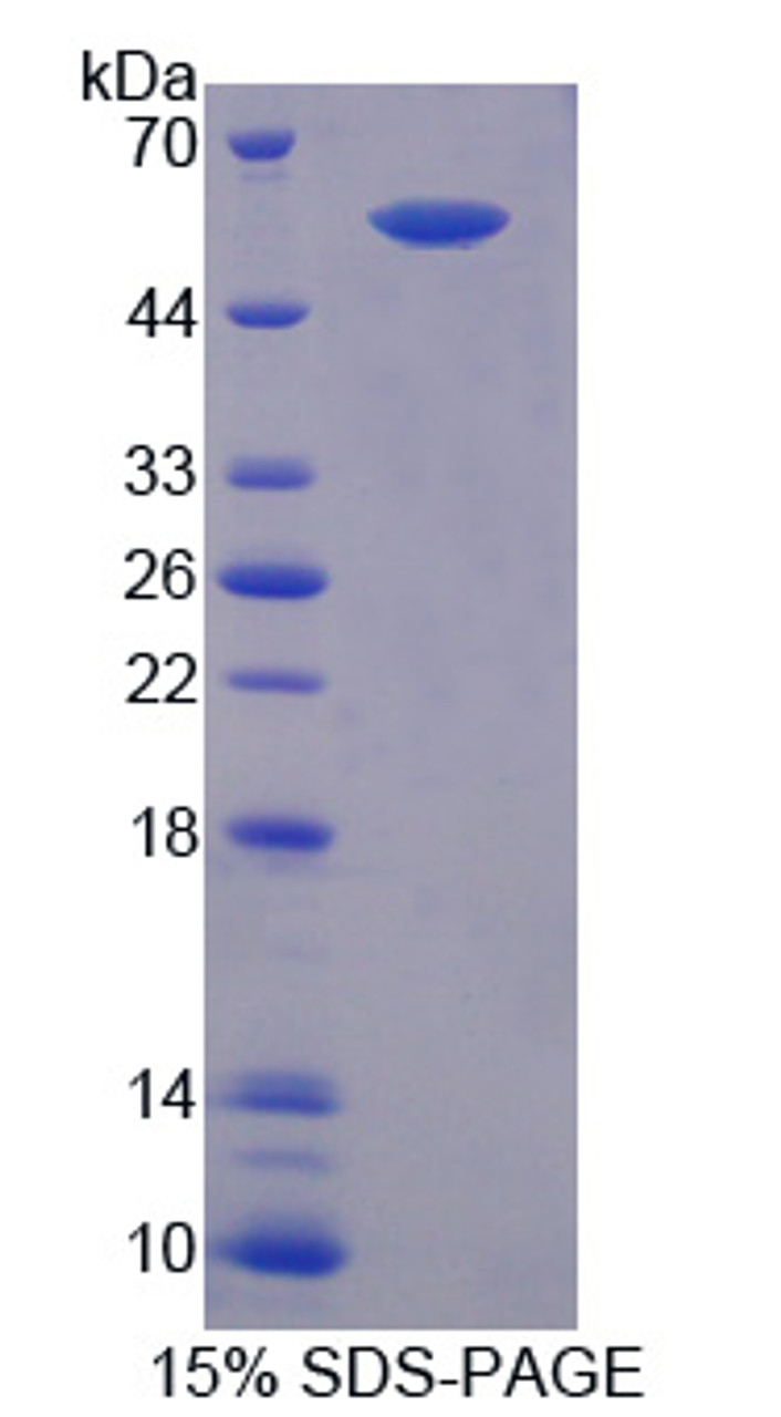 Pig Recombinant Factor Related Apoptosis (FAS)