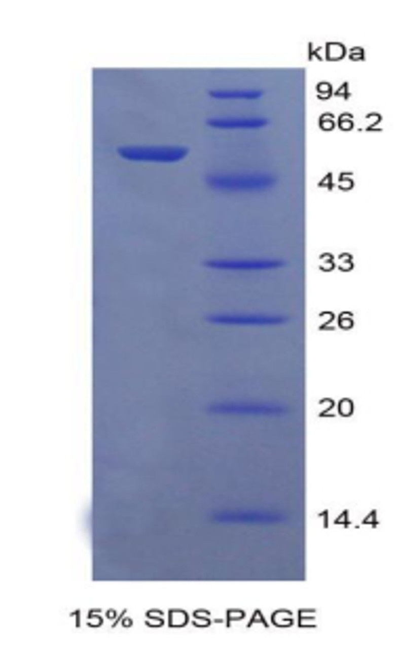 Mouse Recombinant Neutrophil Activating Protein 3 (NAP3)