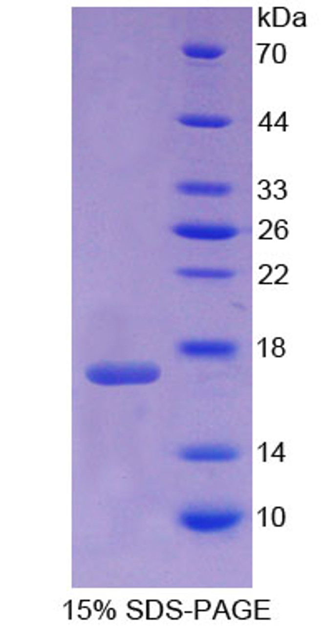 Mouse Recombinant Glial Cell Line Derived Neurotrophic Factor (GDNF)