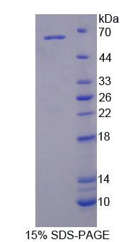 Rat Recombinant Glycoprotein 130 (gp130)
