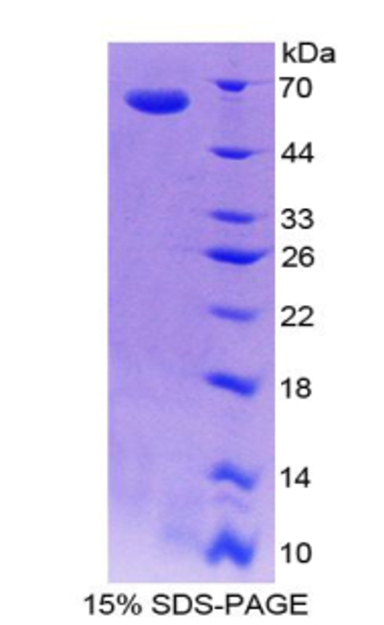 Mouse Recombinant Inhibin Beta E (INHbE)