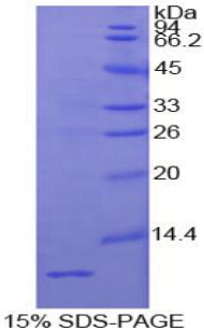 Human Recombinant Insulin Like Growth Factor 2 (IGF2)