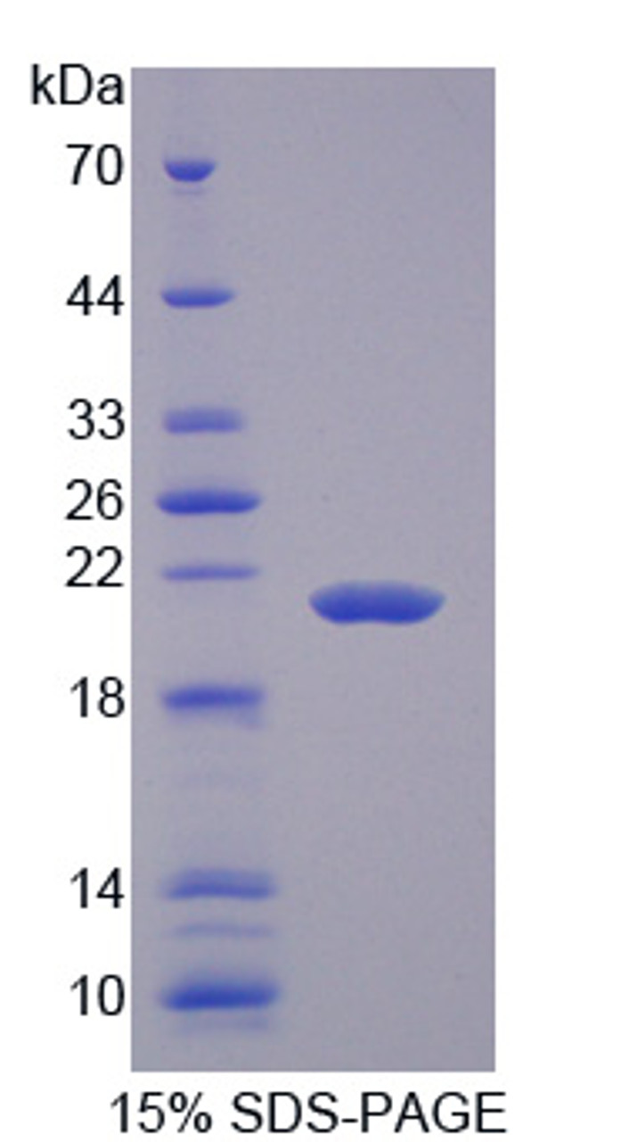 Rabbit Recombinant Insulin Like Growth Factor 2 (IGF2)