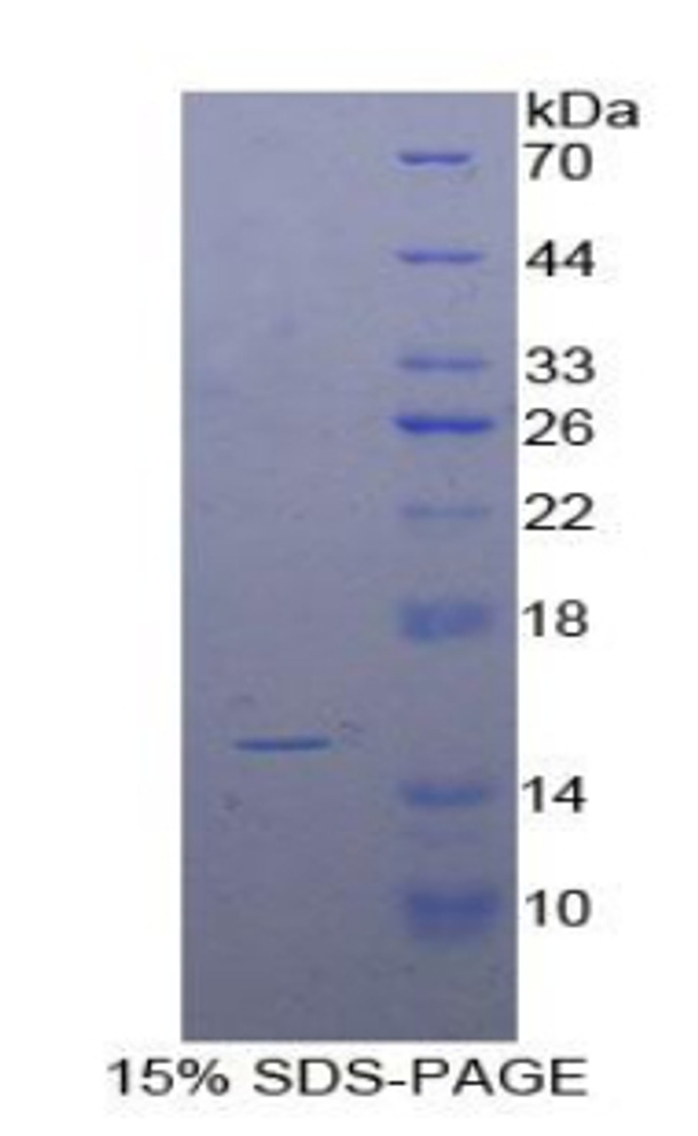 Cattle Recombinant Interleukin 15 (IL15)