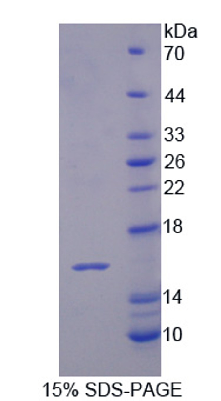 Cattle Recombinant Interleukin 16 (IL16)