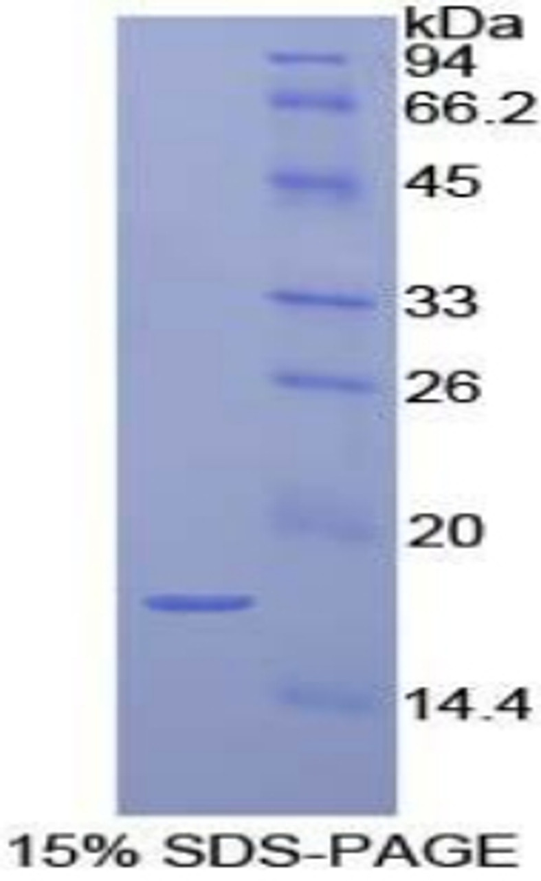 Dog Recombinant Interleukin 1 Alpha (IL1a)