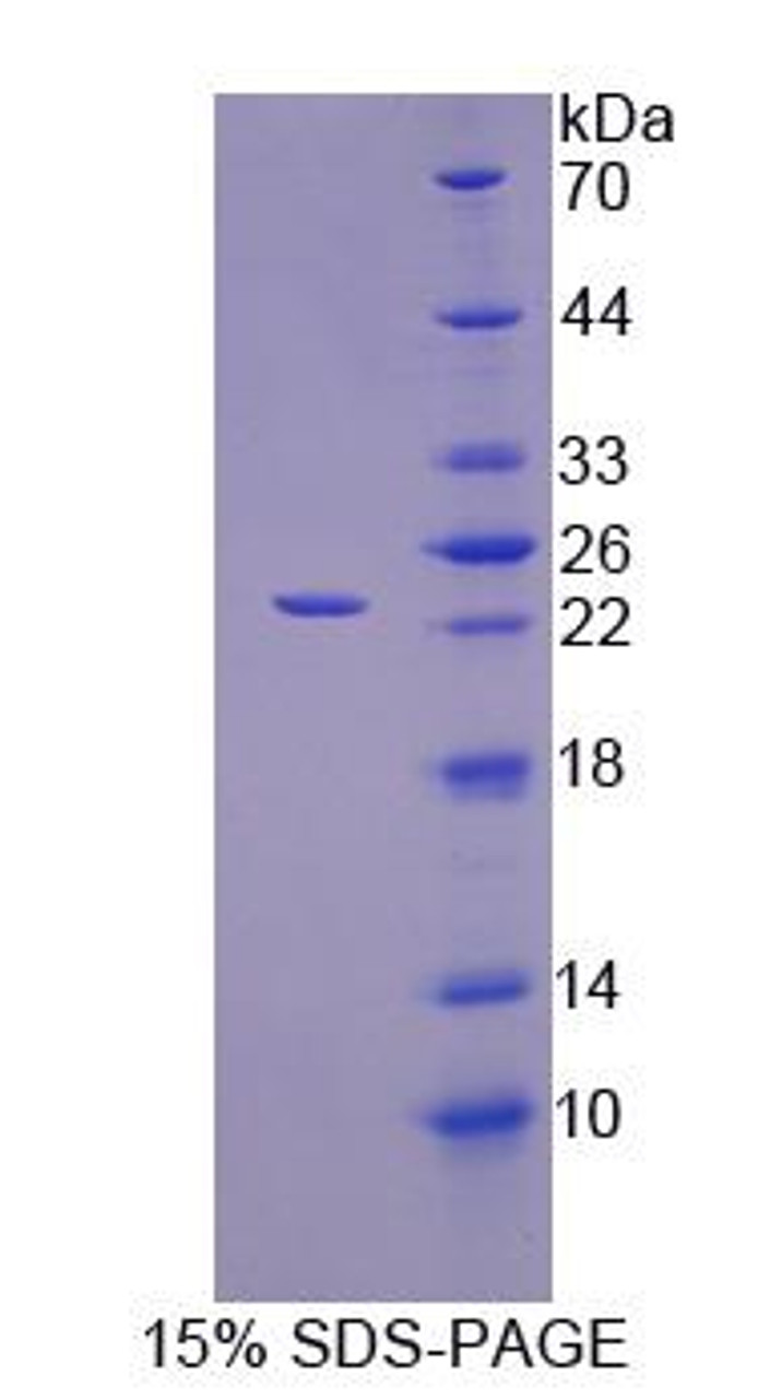 Dog Recombinant Interleukin 1 Alpha (IL1a)