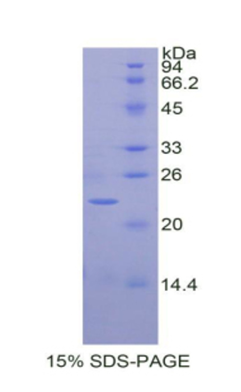 Horse Recombinant Interleukin 1 Alpha (IL1a)