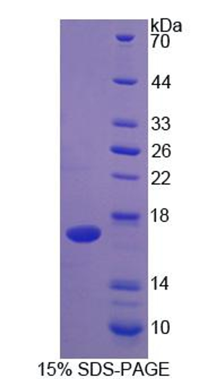 Cattle Recombinant Interleukin 2 (IL2)