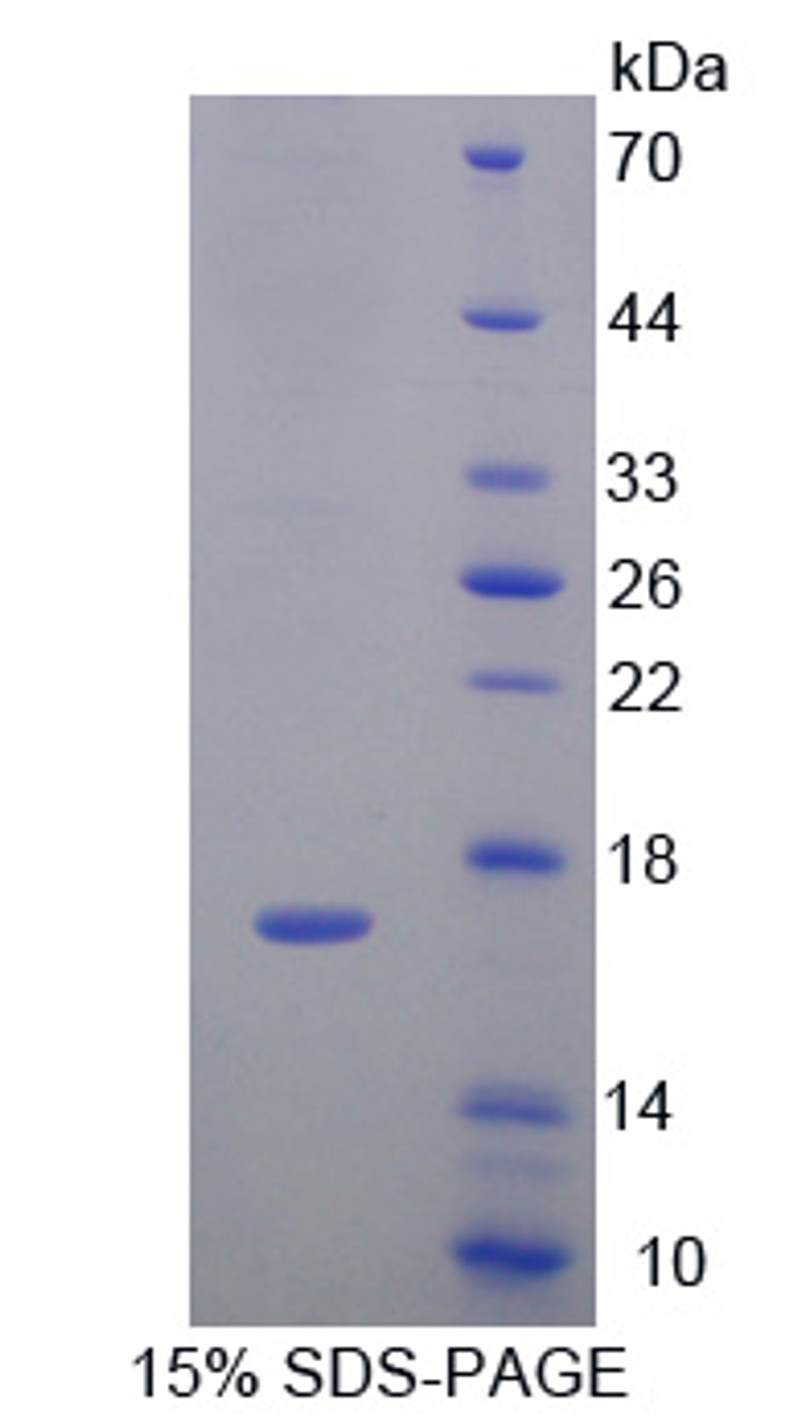 Dog Recombinant Interleukin 4 (IL4)