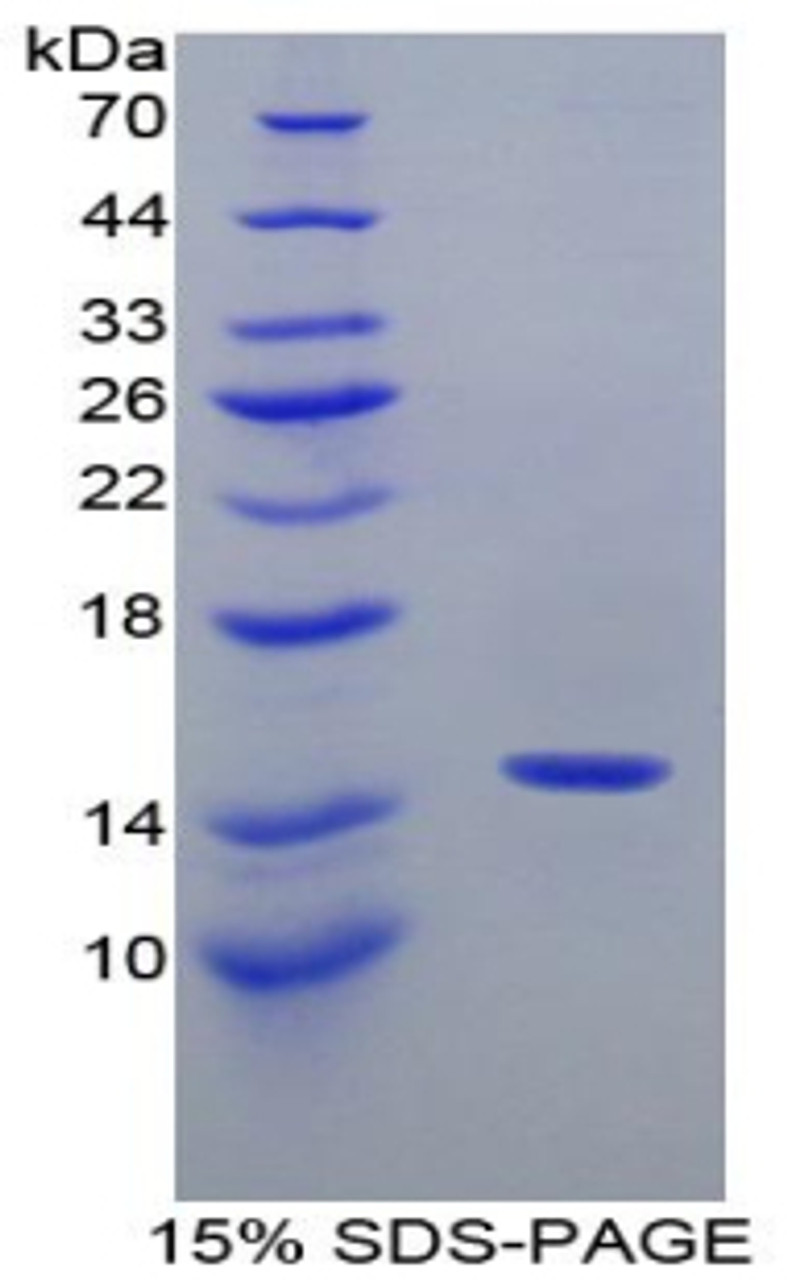 Rabbit Recombinant Interleukin 4 (IL4)