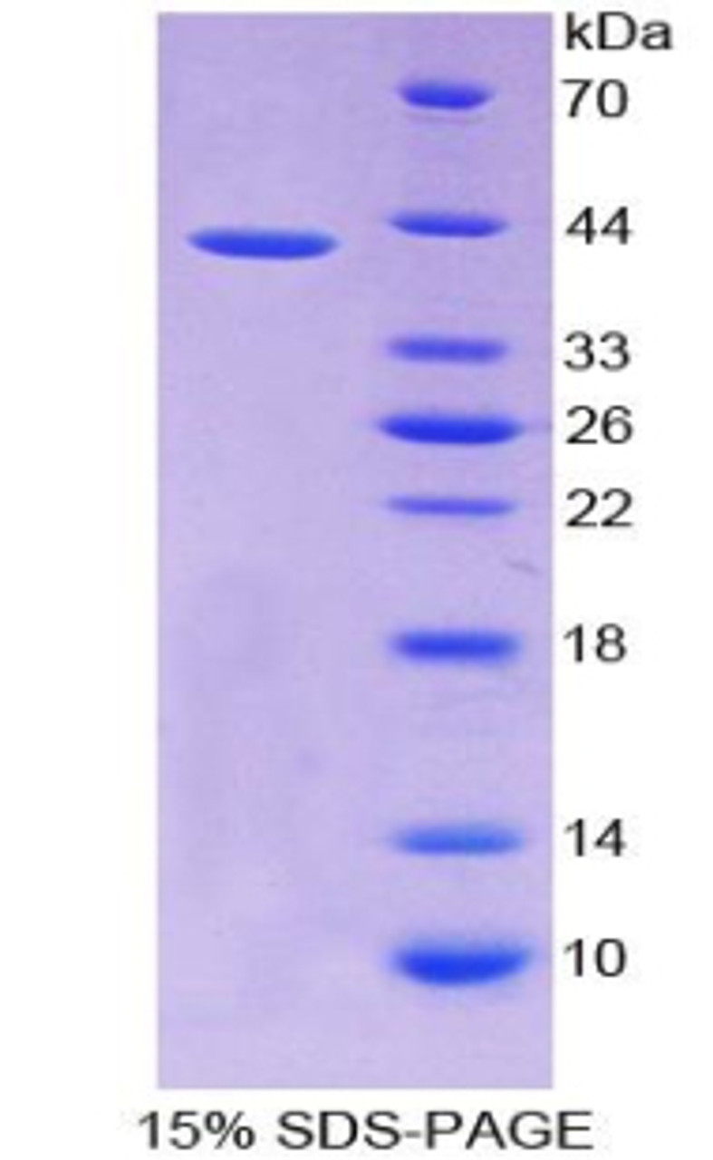 Dog Recombinant Monocyte Chemotactic Protein 1 (MCP1)