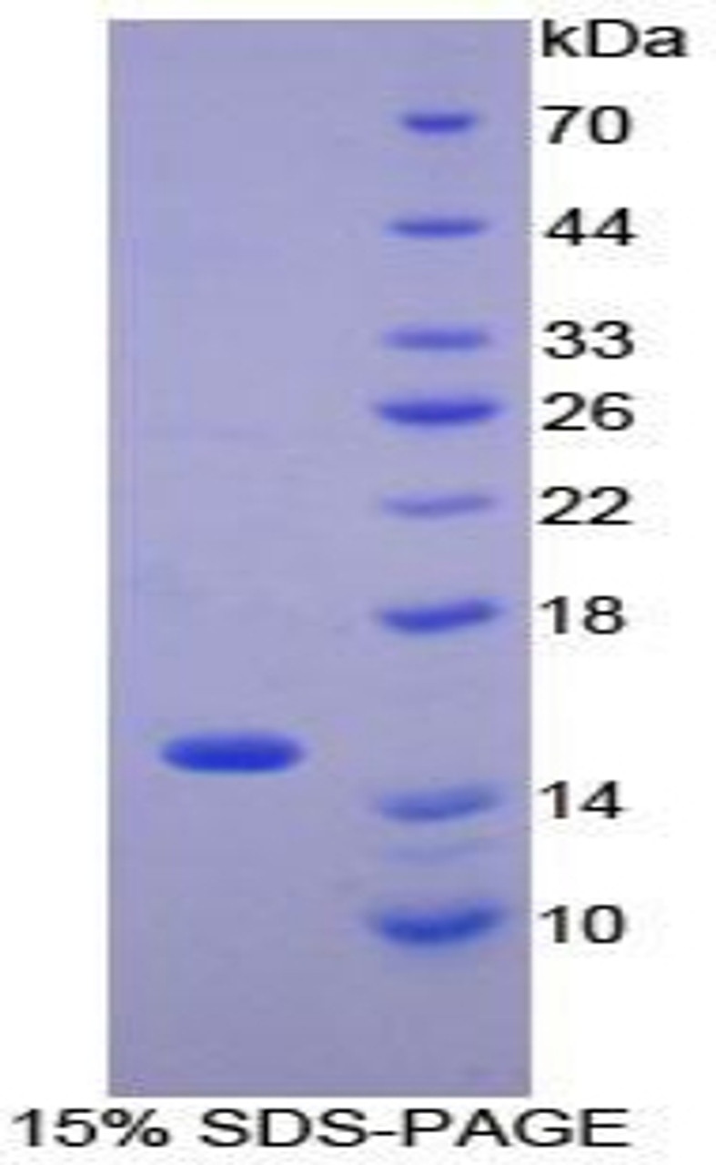 Guinea pig Recombinant Monocyte Chemotactic Protein 1 (MCP1)