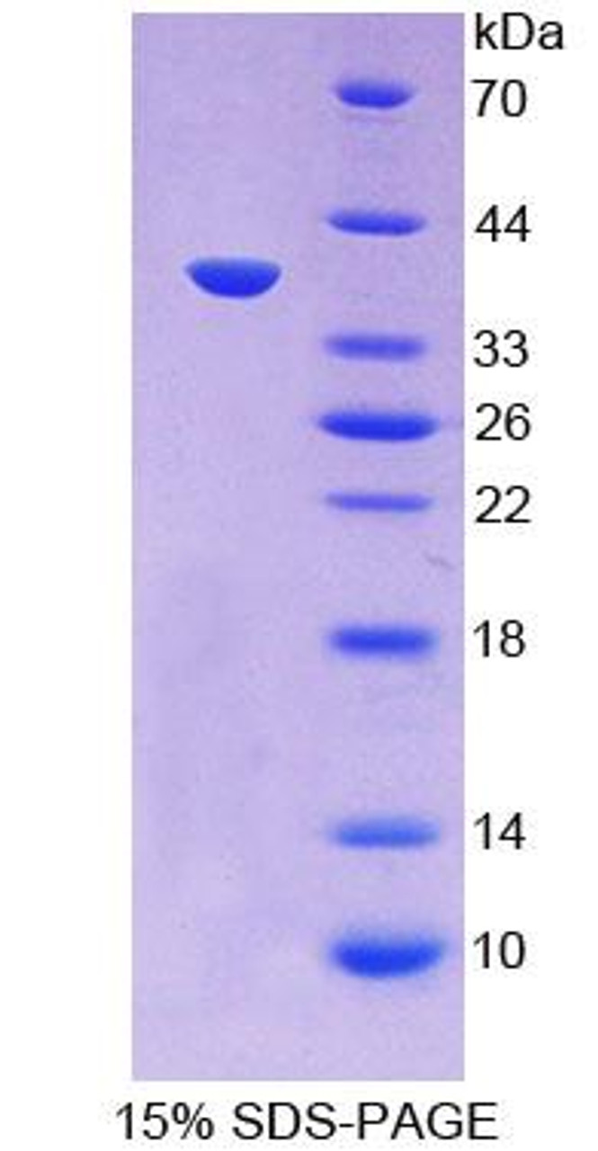 Dog Recombinant Macrophage Inflammatory Protein 1 Alpha (MIP1a)
