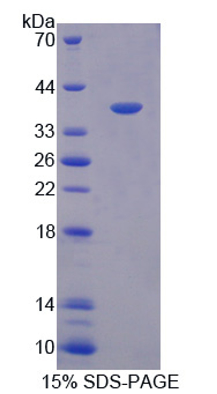 Dog Recombinant Macrophage Inflammatory Protein 3 Beta (MIP3b)