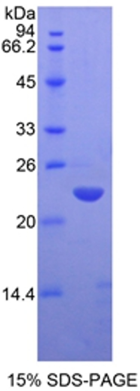 Mouse Recombinant Matrix Metalloproteinase 13 (MMP13)