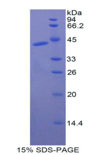Dog Recombinant Creatine Kinase, Muscle (CKM)