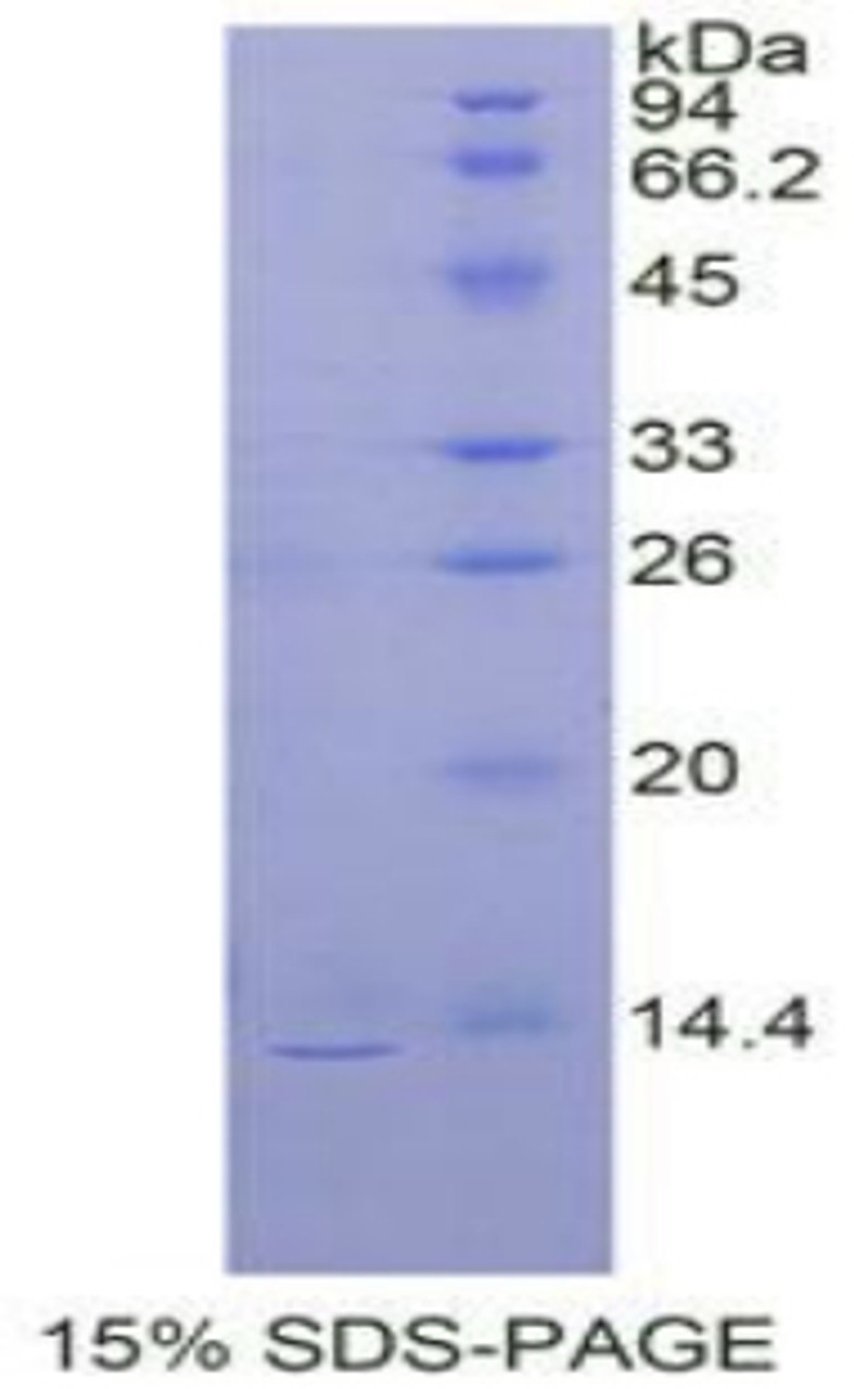 Rat Recombinant Prokineticin 2 (PK2)