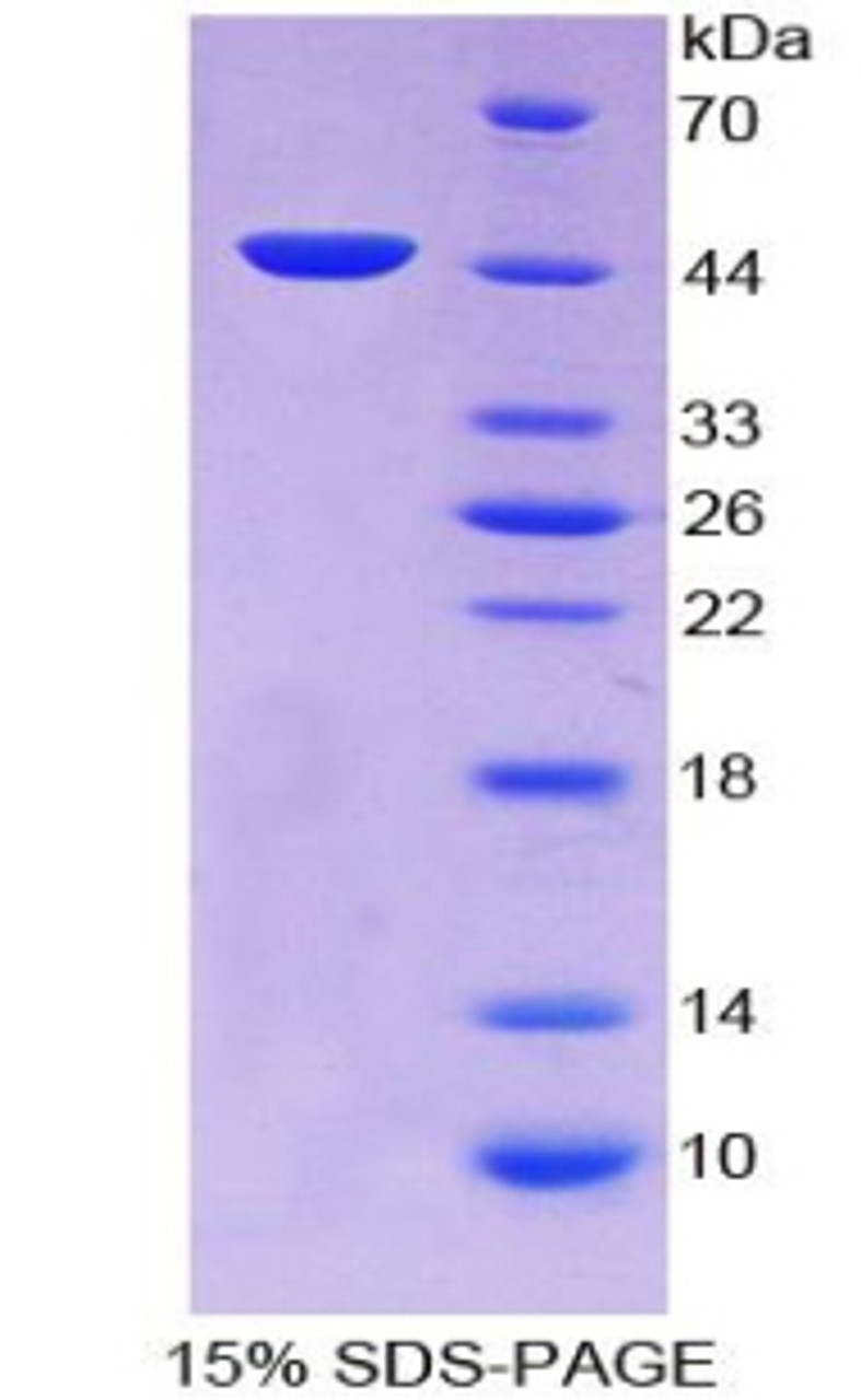 Dog Recombinant Transforming Growth Factor Beta 1 (TGFb1)