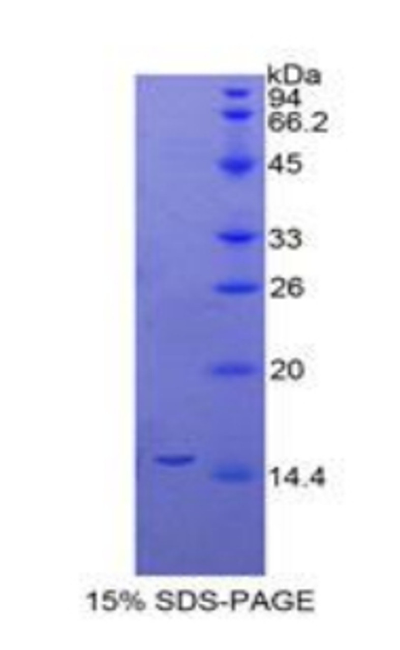 Chicken Recombinant Transforming Growth Factor Beta 1 (TGFb1)