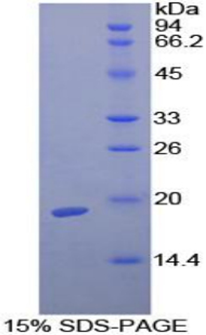 Guinea pig Recombinant Transforming Growth Factor Beta 1 (TGFb1)