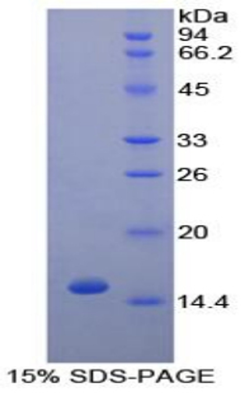 Dog Recombinant Tumor Necrosis Factor Beta (TNFb)