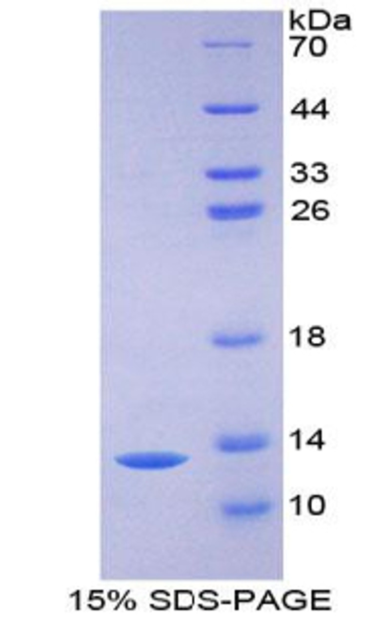 Mouse Recombinant Intercellular Adhesion Molecule 5 (ICAM5)