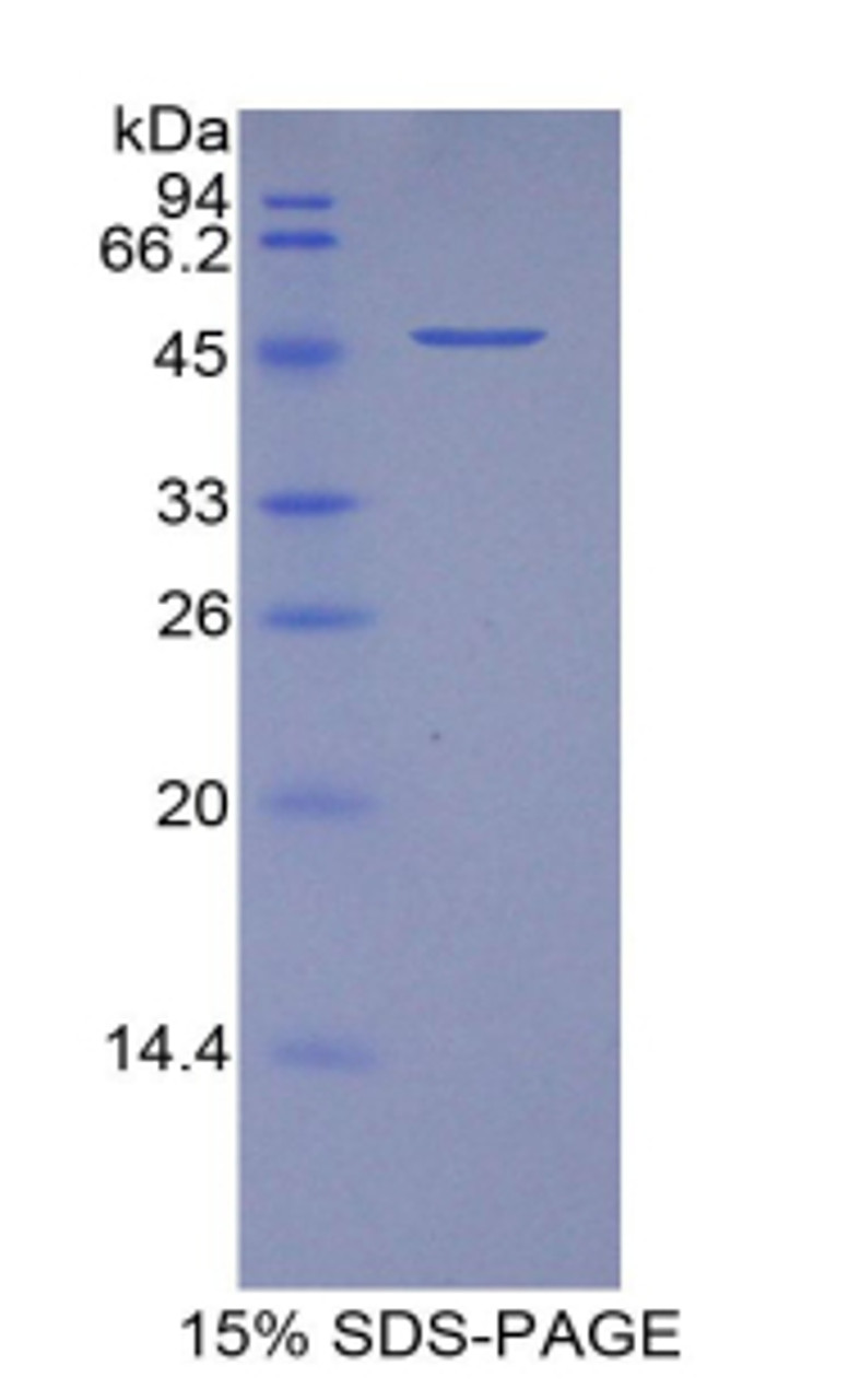 Pig Recombinant Vascular Endothelial Growth Factor A (VEGFA)