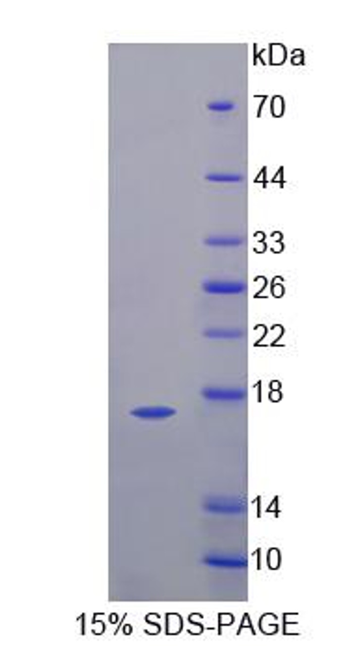 Dog Recombinant Vascular Endothelial Growth Factor B (VEGFB)