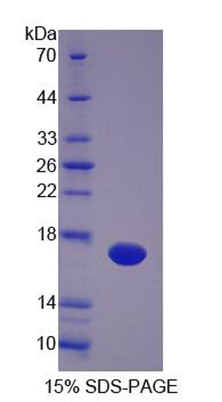 Chicken Recombinant Vascular Endothelial Growth Factor C (VEGFC)