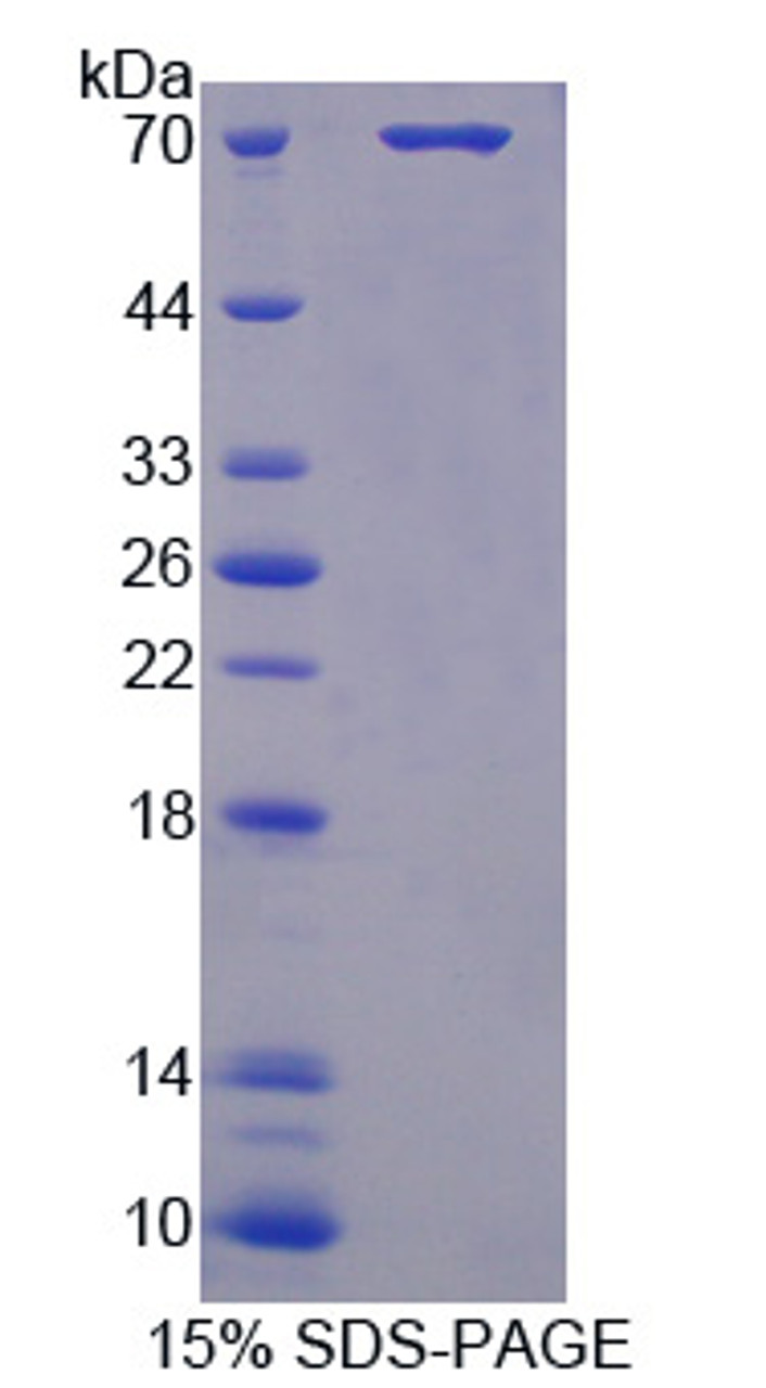 Mouse Recombinant Pepsinogen C (PGC)