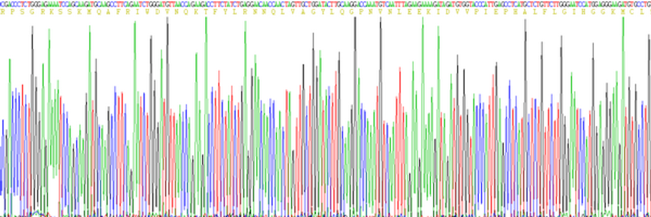 Human Eukaryotic Interleukin 1 Receptor Antagonist (IL1RA)