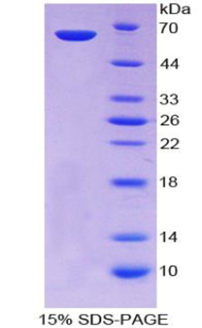 Mouse Recombinant Centromere Protein I (CENPI)