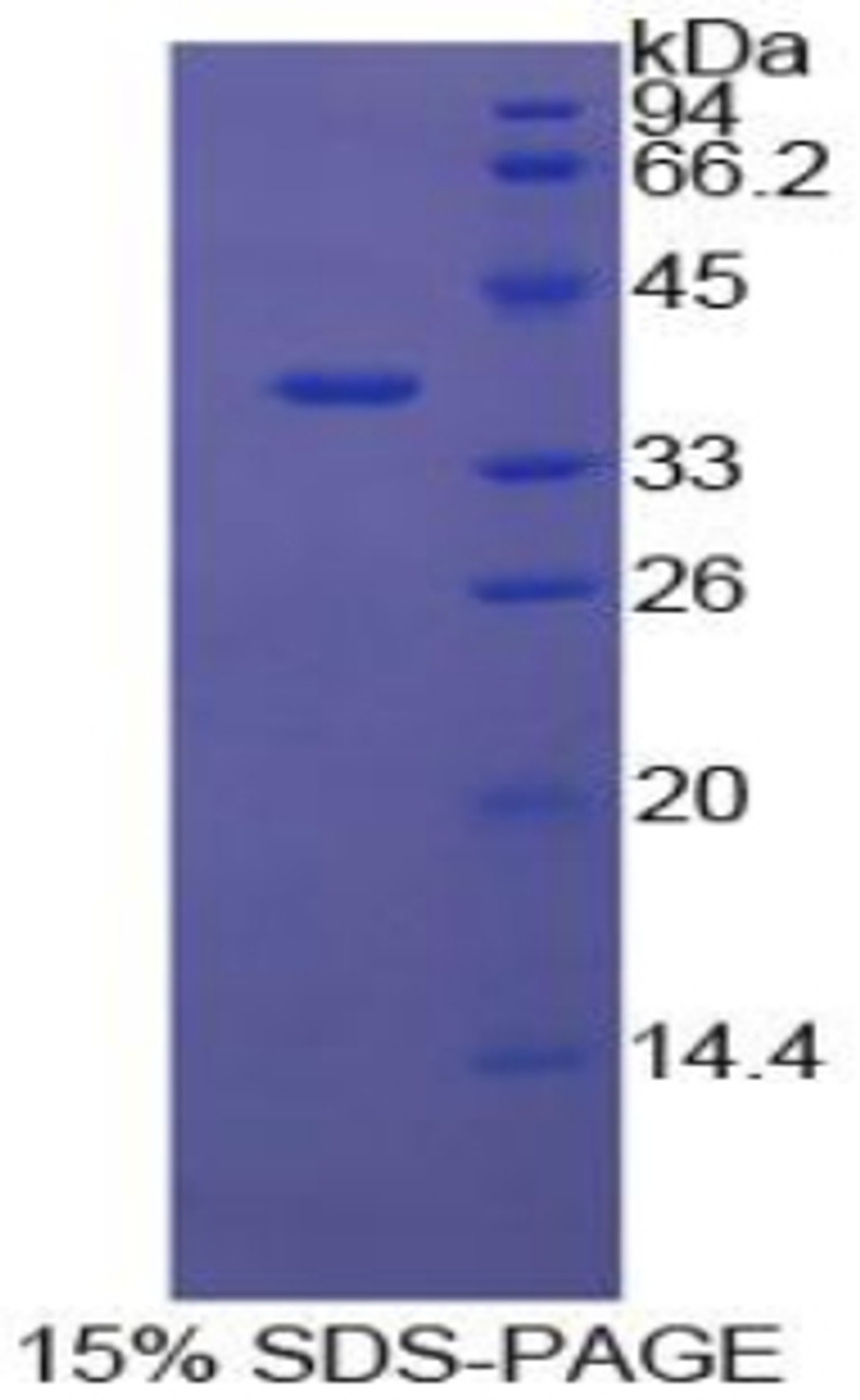 Cattle Recombinant Annexin A5 (ANXA5)