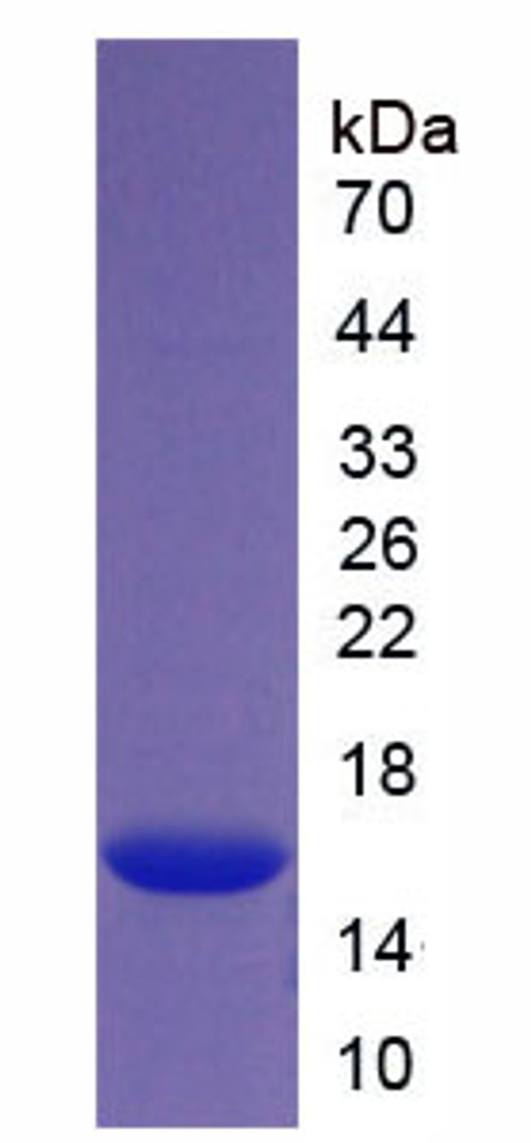 Recombinant Histone H4 (H4)