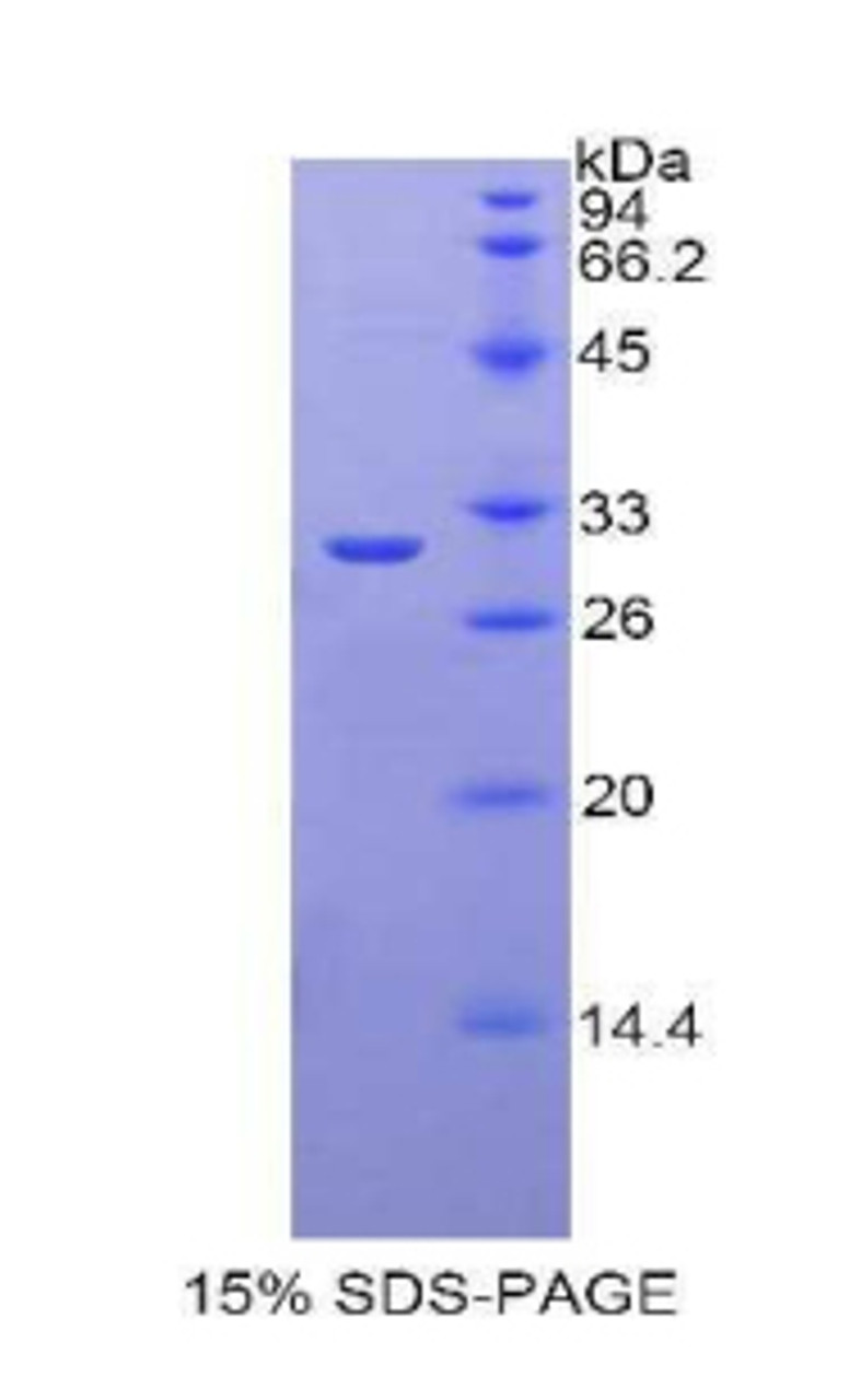 Rat Recombinant Lactoperoxidase (LPO)