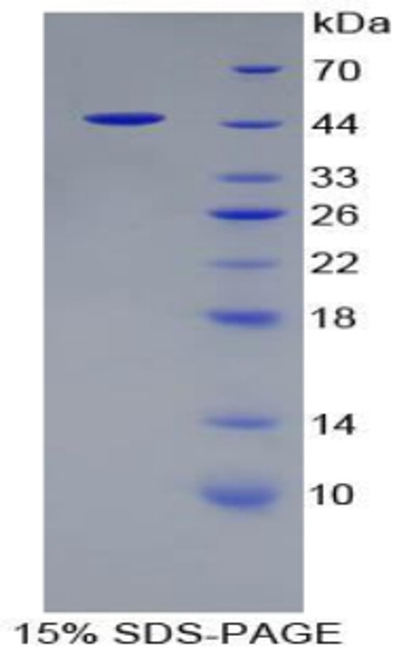 Rat Recombinant Ribonuclease A (RNASE1)