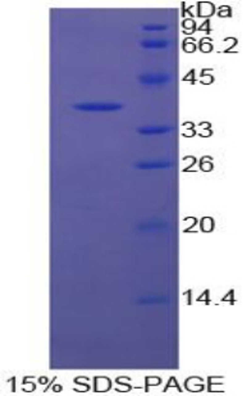 Cattle Recombinant Apolipoprotein H (APOH)