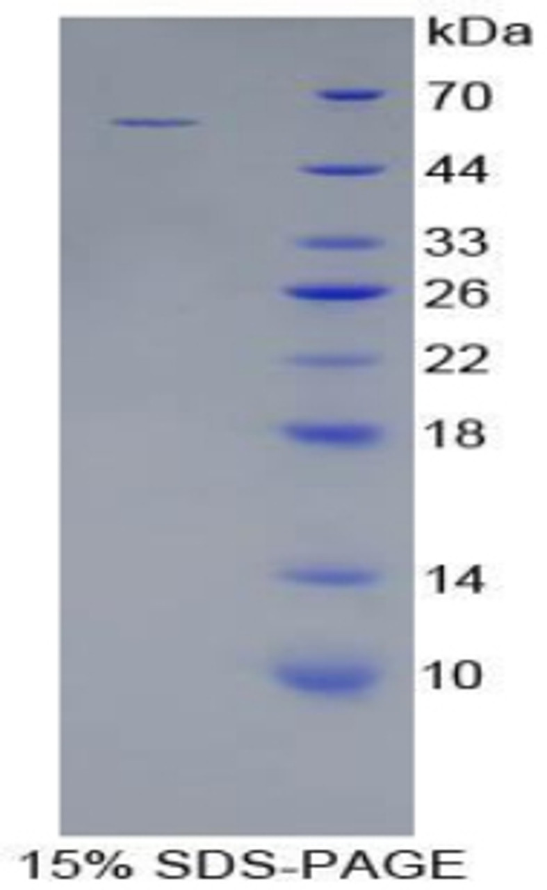 Pig Recombinant Cathepsin A (CTSA)