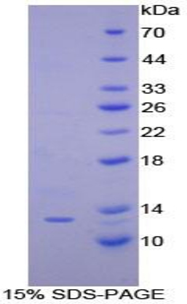 Dog Recombinant Interferon Gamma Induced Protein 10kDa (IP10)