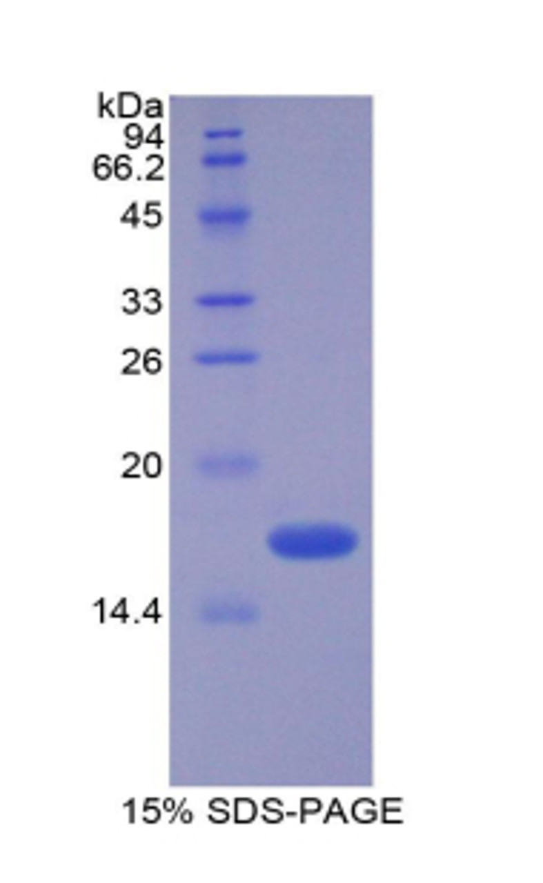 Mouse Recombinant Vasoactive Intestinal Peptide (VIP)